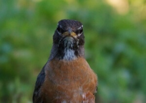 Angry Robin